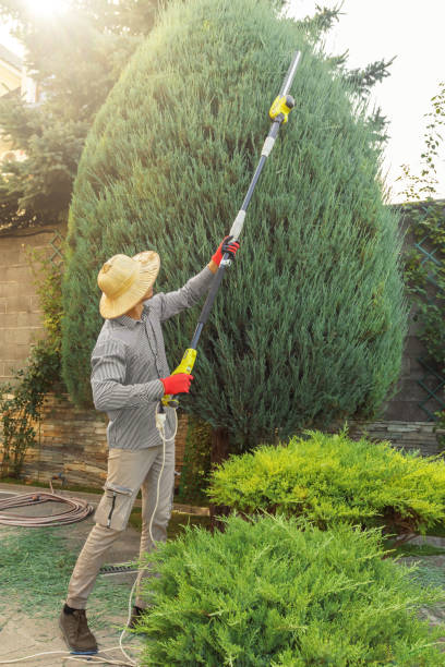 How Our Tree Care Process Works  in Sparta, NC